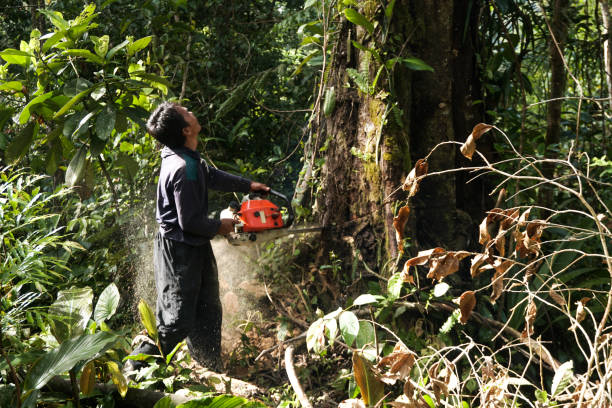 Tree and Shrub Care in Glasgow, DE