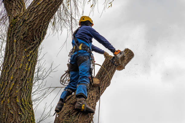 Professional  Tree Services in Glasgow, DE